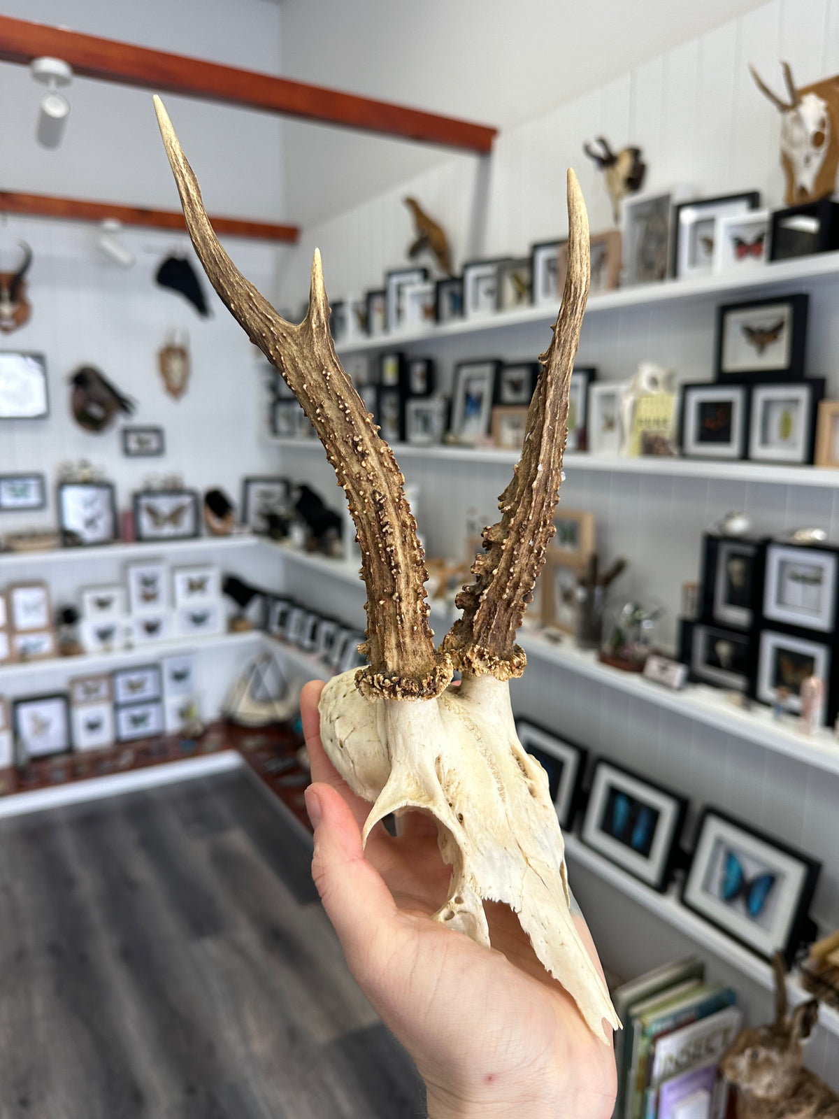 Roe Deer Skull Cap