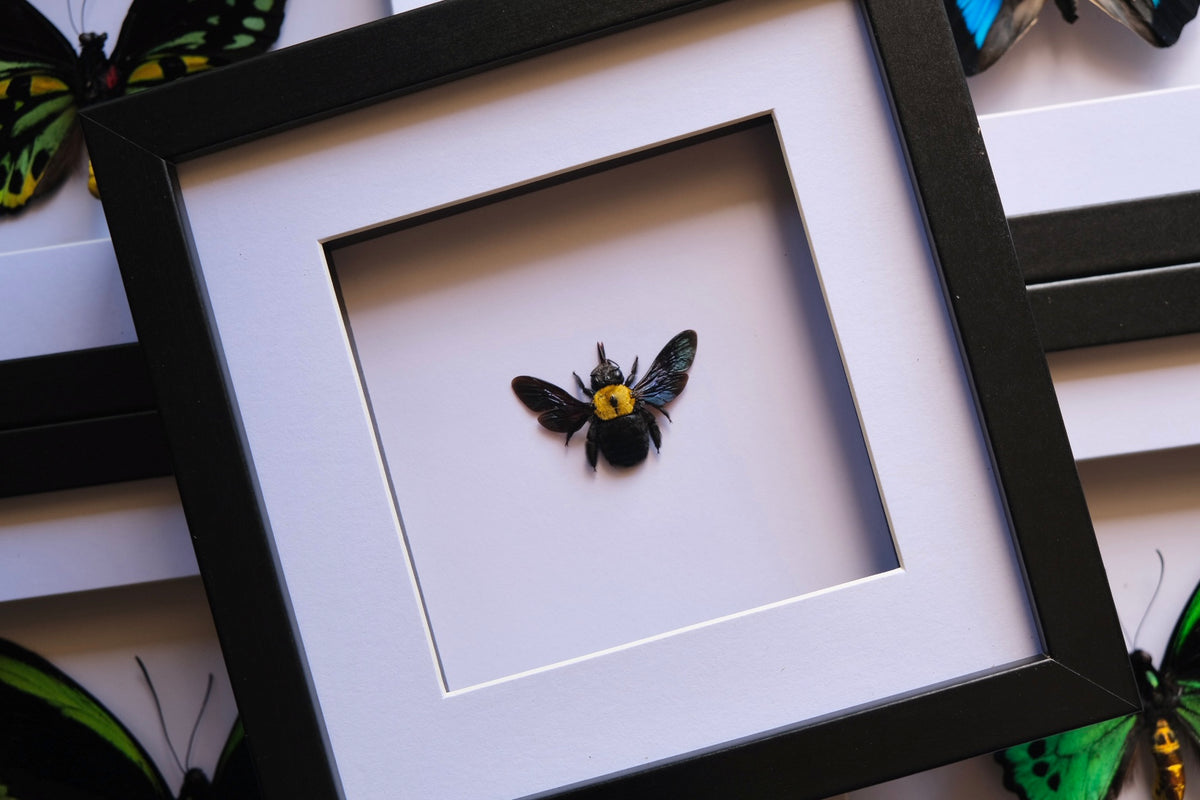 Black & Yellow Carpenter Bee / Xylocopa Confusa in a frame