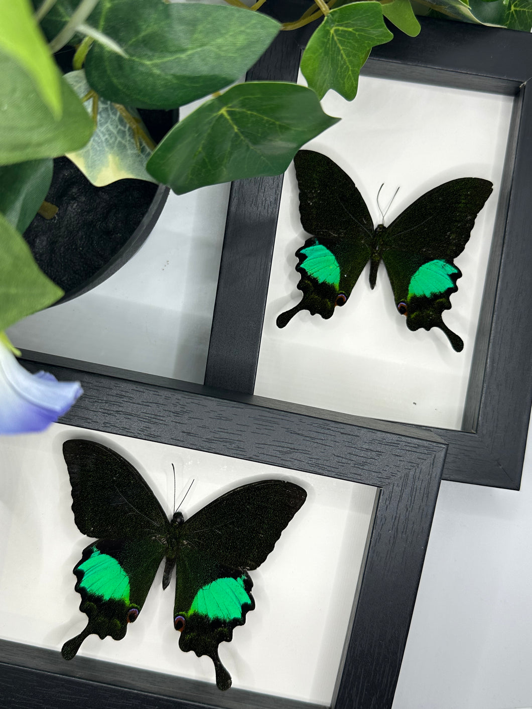 Papilio Karna in a frame