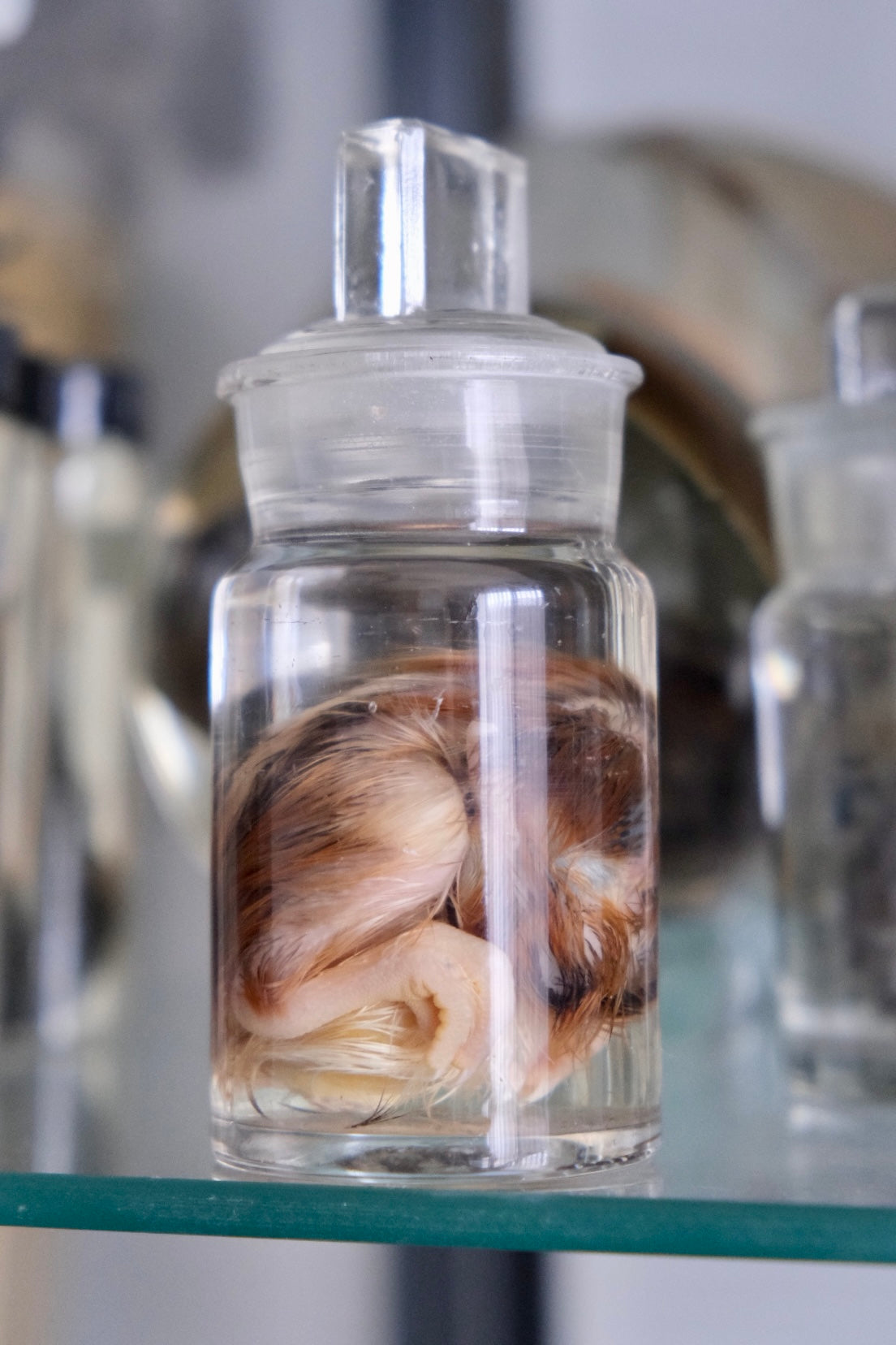 Wet Specimen Museum Jar | Unhatched Chick - PICK UP ONLY