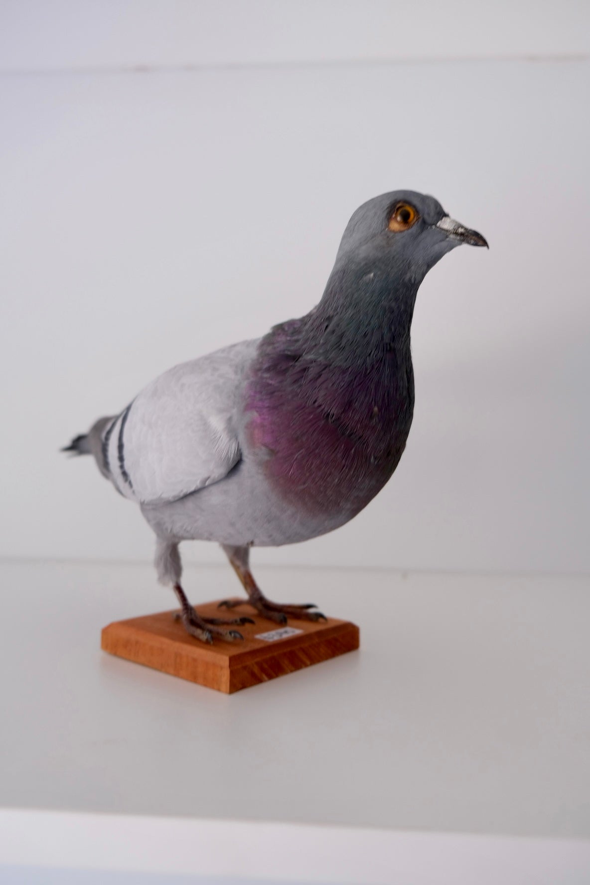 "Perry" Taxidermy Pigeon