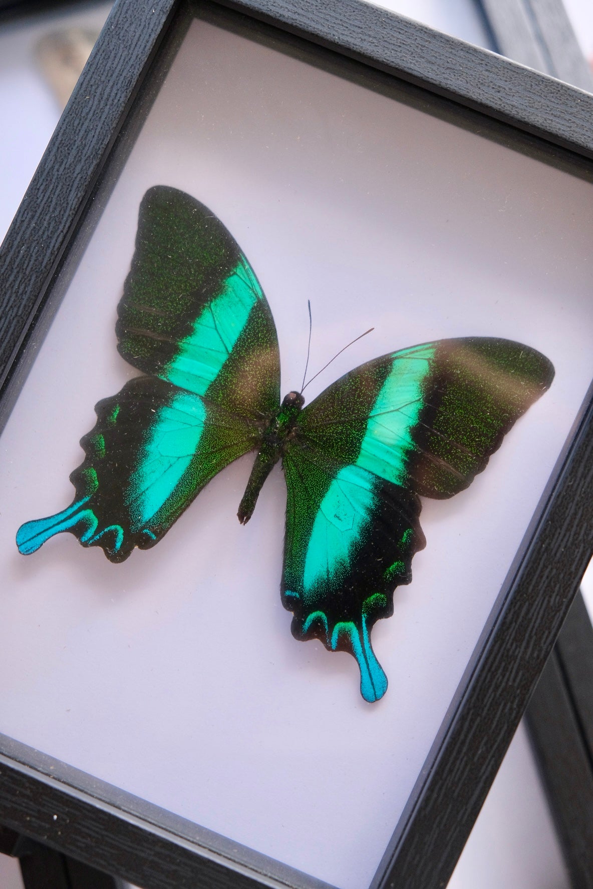 Green Swallowtail / Papilio Blumei in a frame