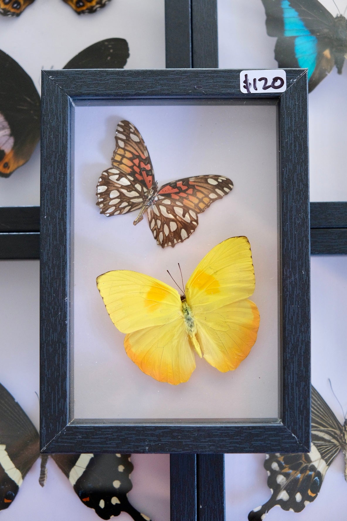 Warm Butterfly Duo frame