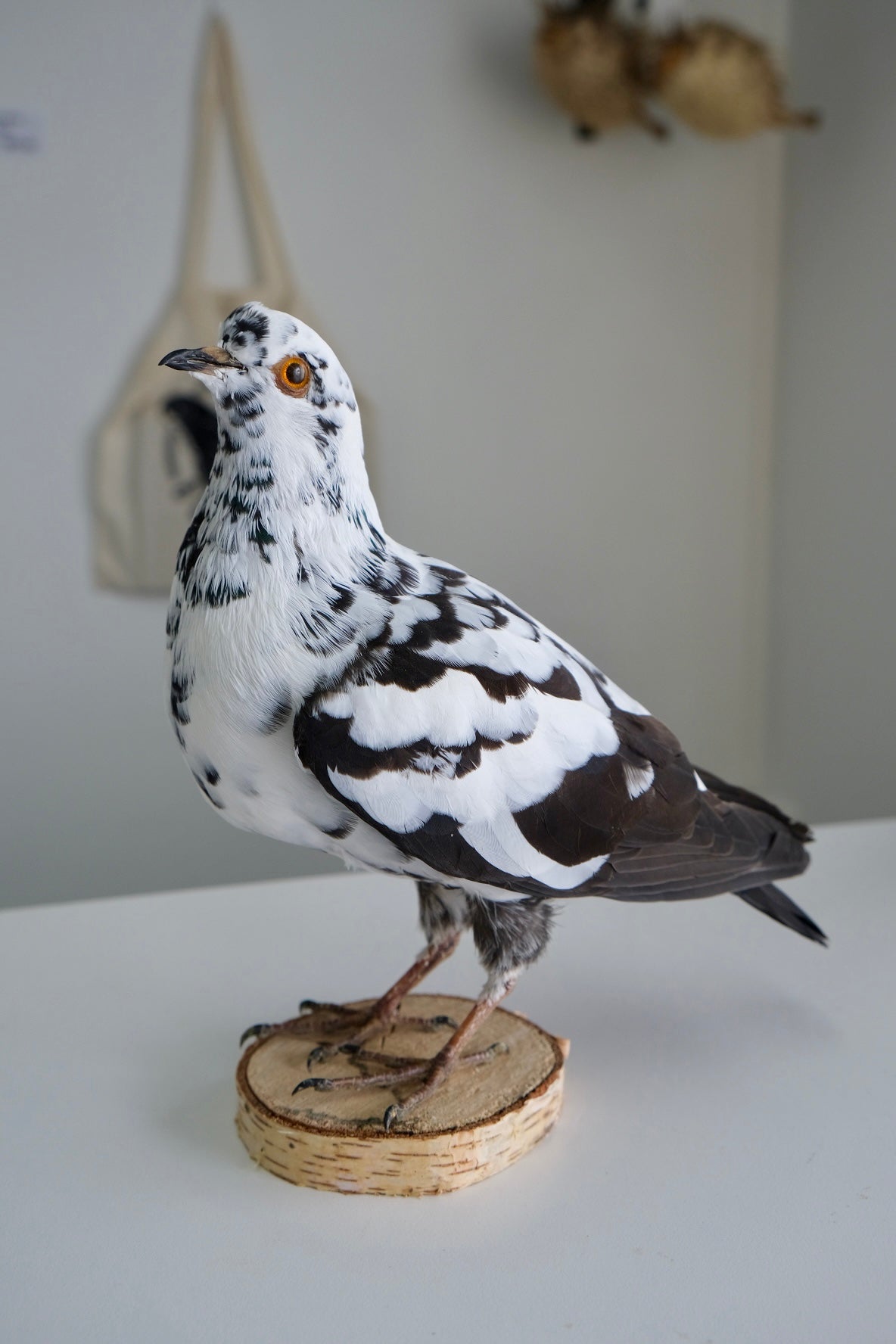 "Poe" Taxidermy Pigeon