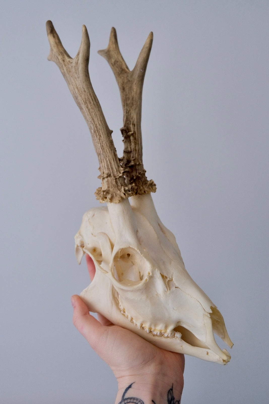 Roe Deer Complete Skull