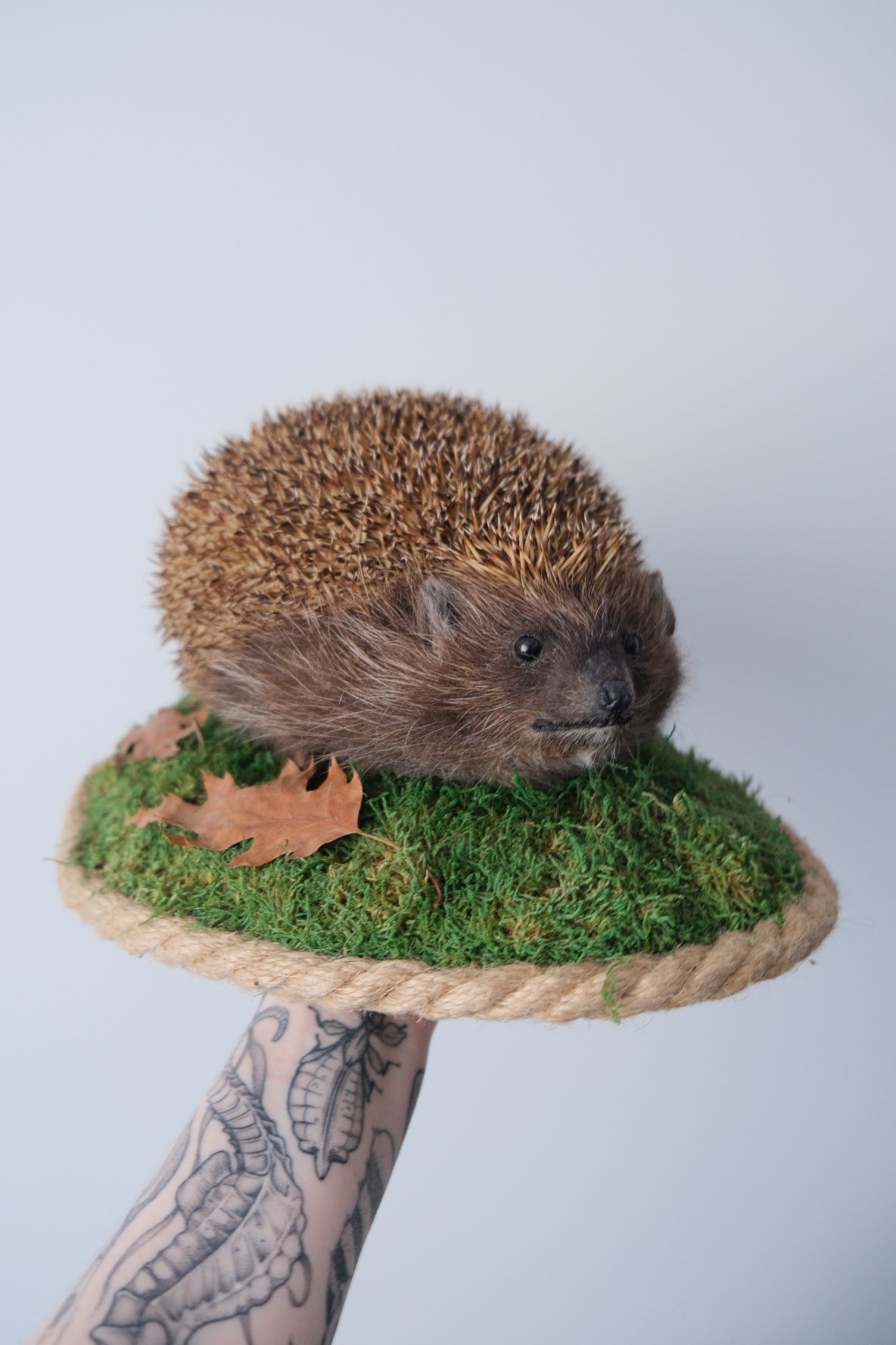 "Gizmo" Taxidermy Hedgehog