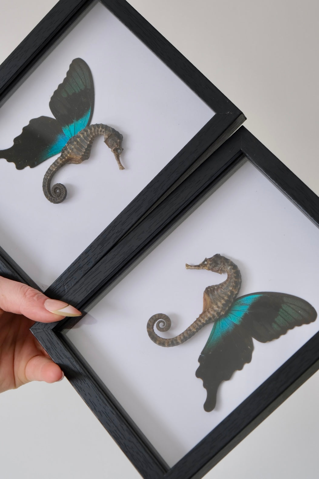 Dried 'Fairy' Seahorse in a frame | Papilio Peranthus Butterfly