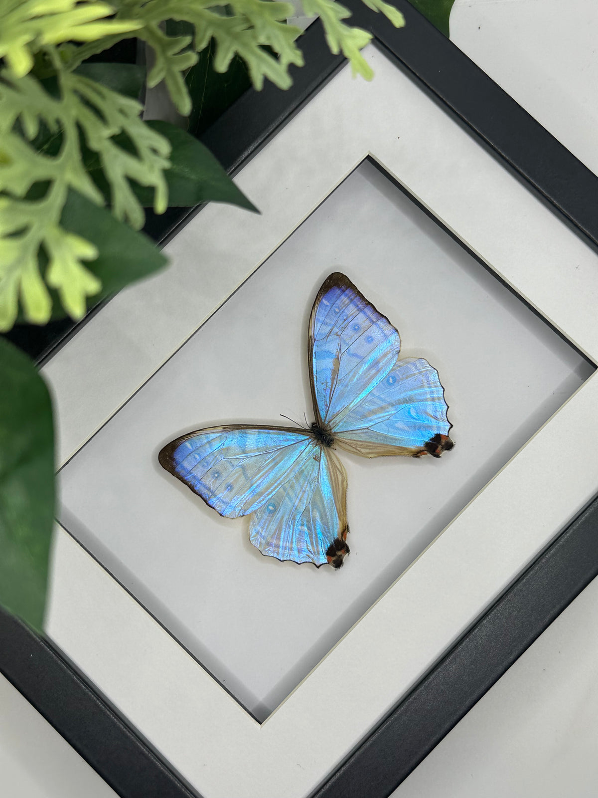 Morpho Sulkowskyi Butterfly in a frame