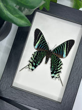 Load image into Gallery viewer, Green-Banded Urania / Urania Leilus Moth in a frame
