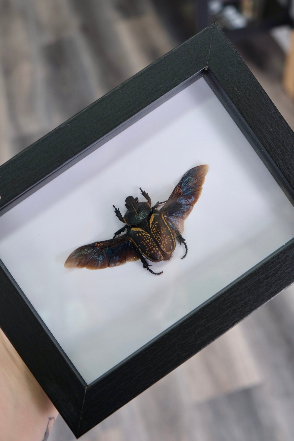 Goliath Beetle in a frame