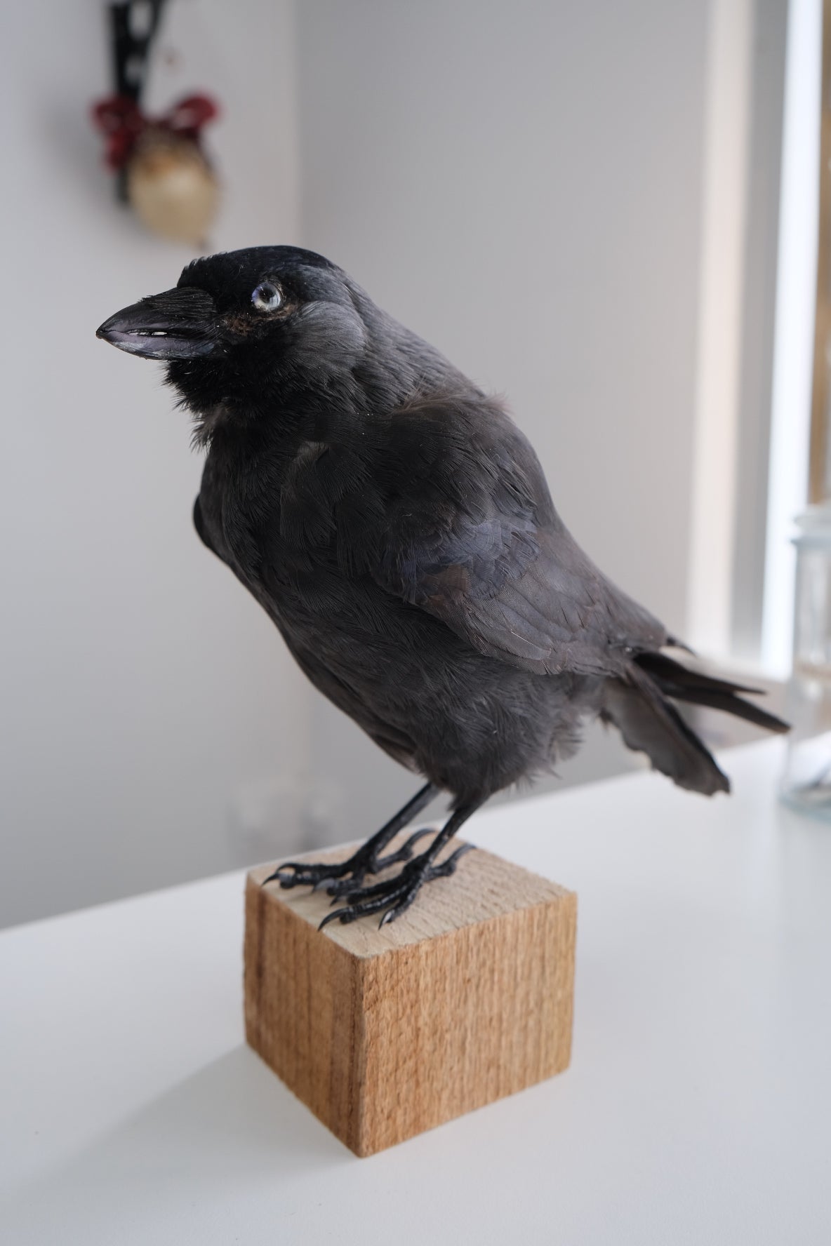 "Jasper" Taxidermy Jackdaw