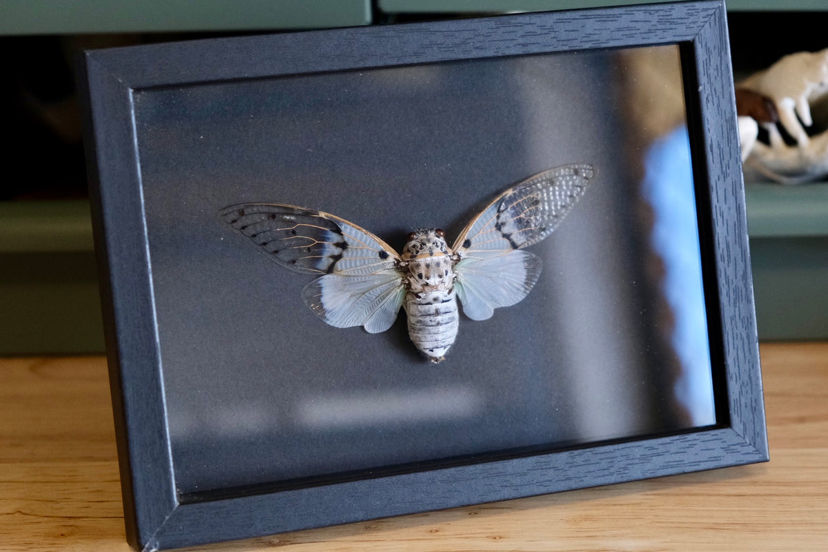 White Ghost Cicada / Ayuthia Spectabile in a frame