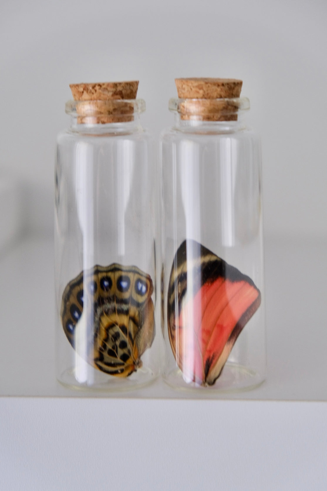 Agrias Claudina Lugens Butterfly Wing Jar