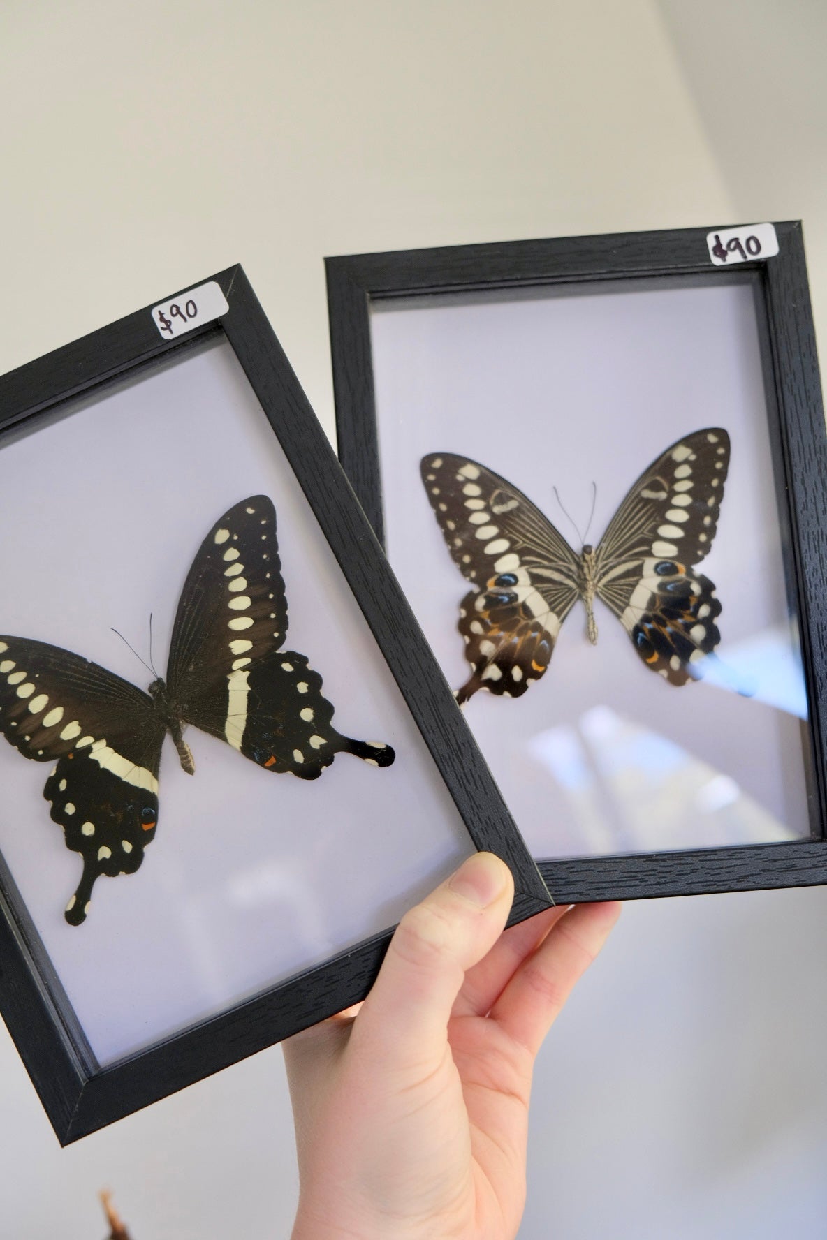 Central Emperor Swallowtail / Papilio Lormieri in a frame