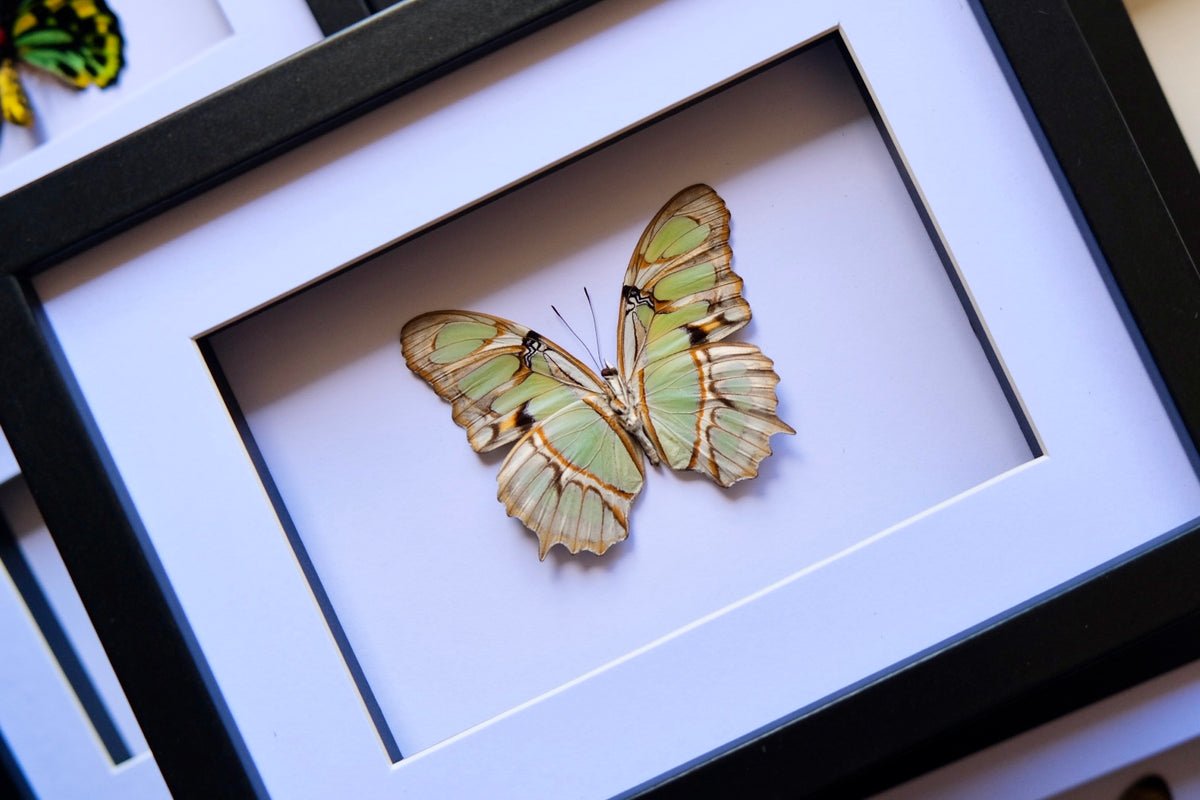 Malachite butterfly / Siproeta Stelenes in a frame