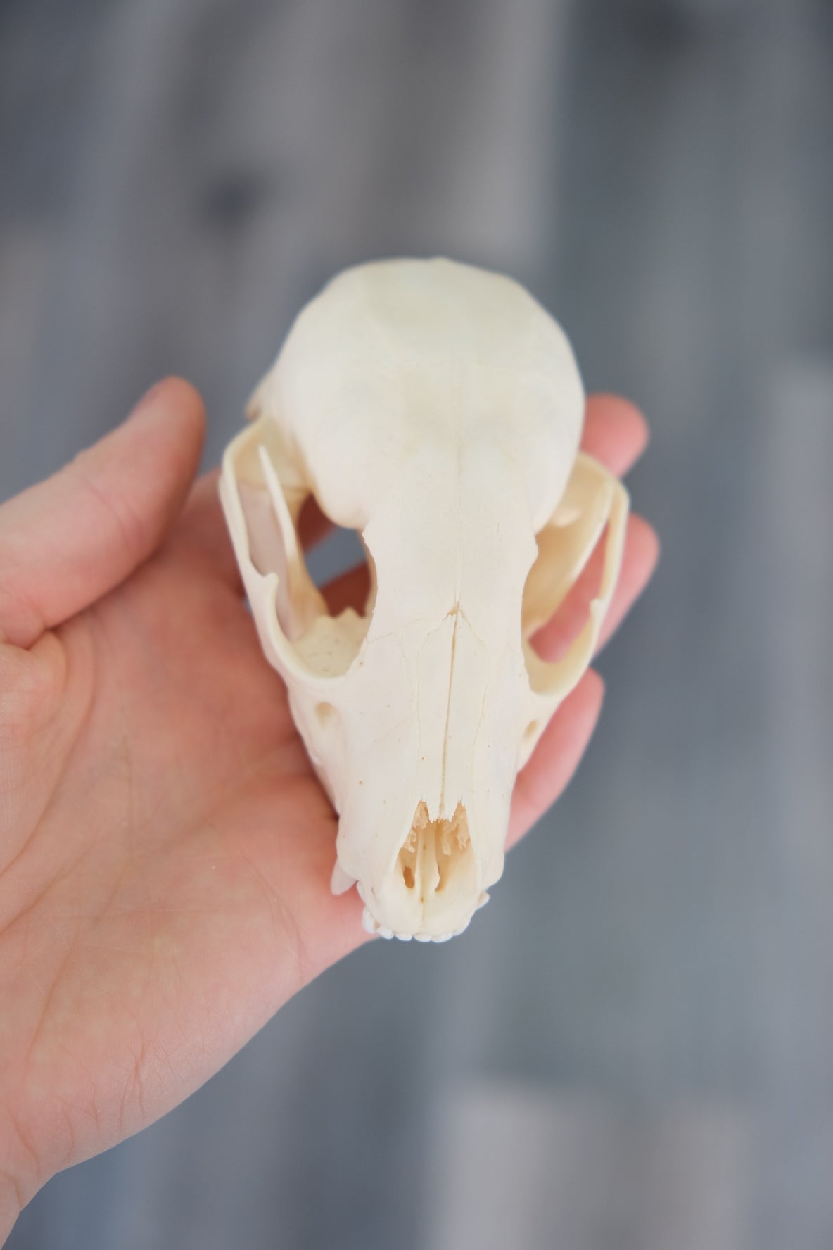 Raccoon Skull