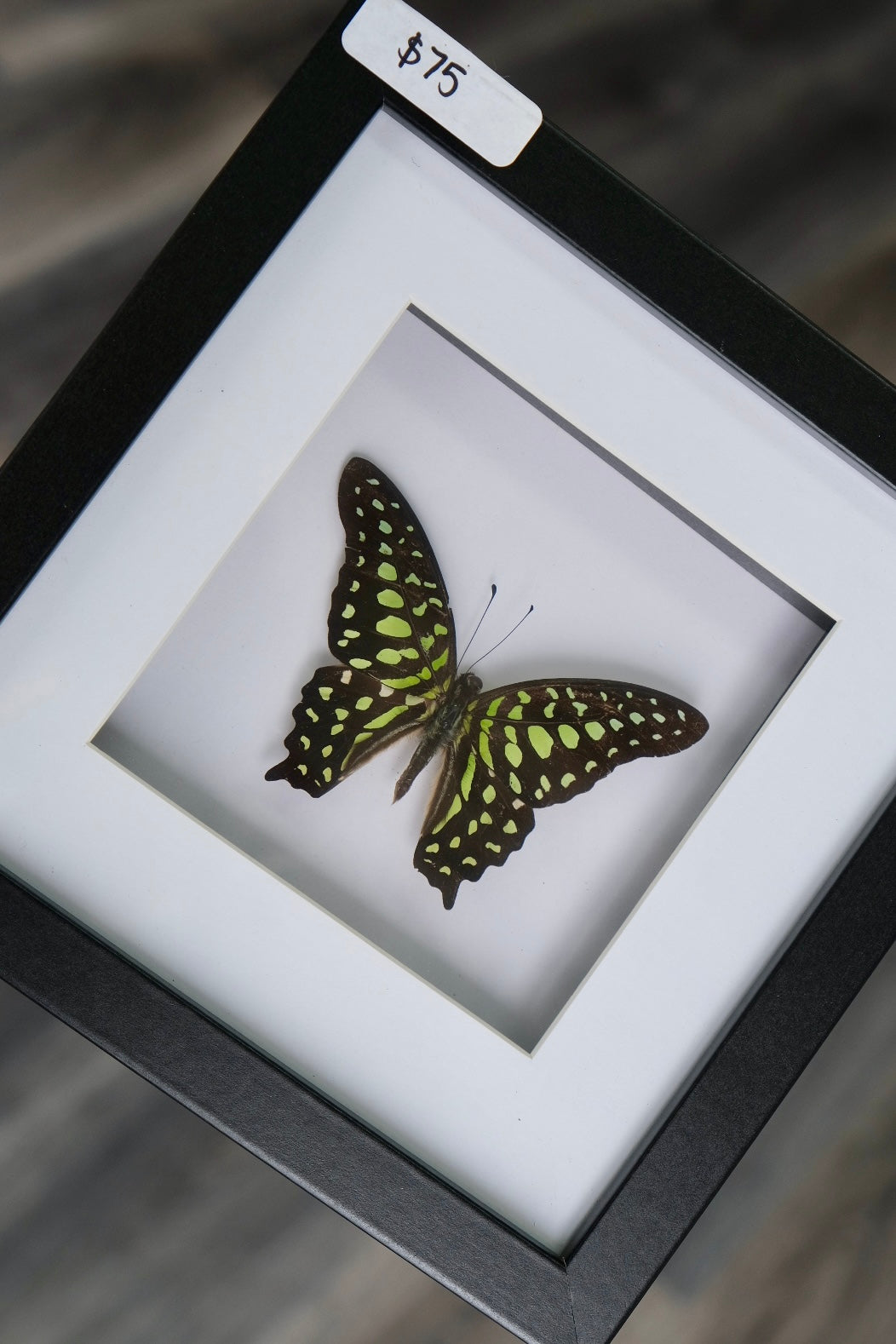 Tailed Jay butterfly / Graphium Agamemnon in a frame