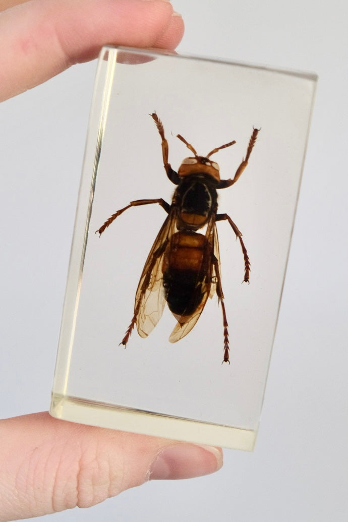 Wasp in Resin Block