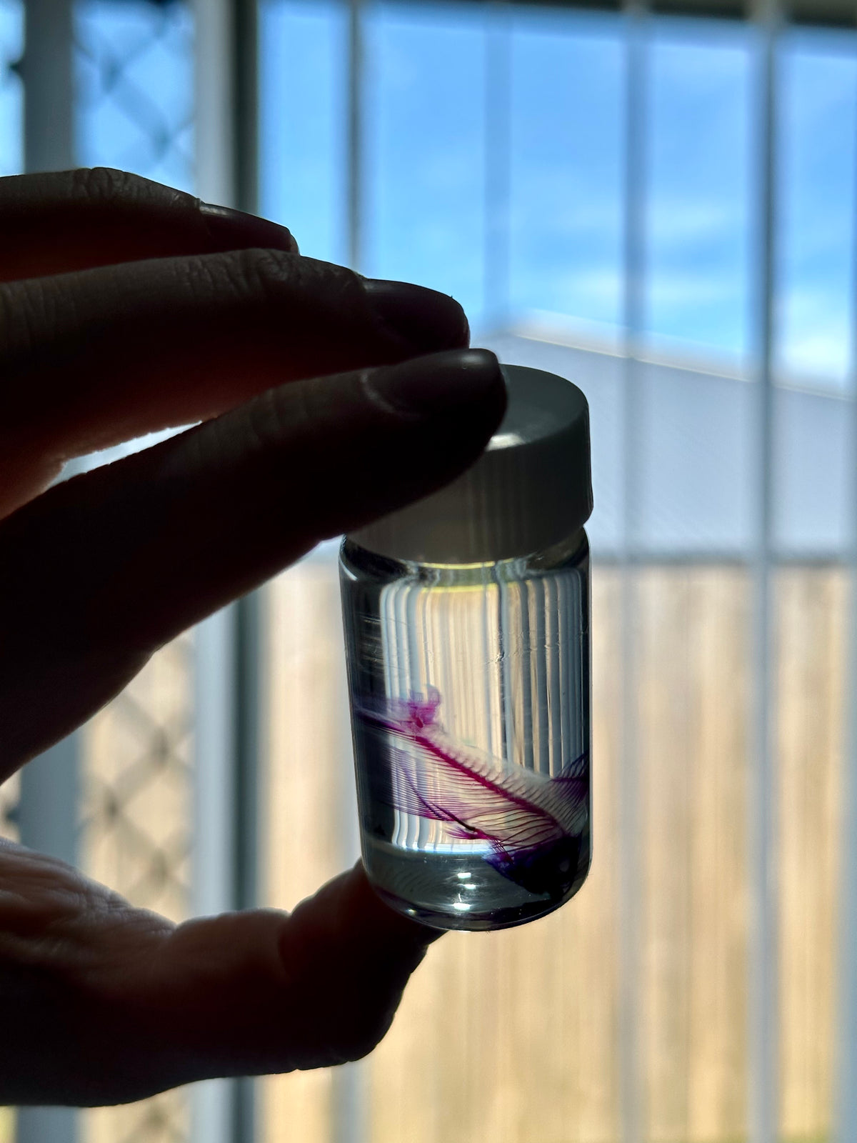 Diaphonised Fish Vial | White Lid