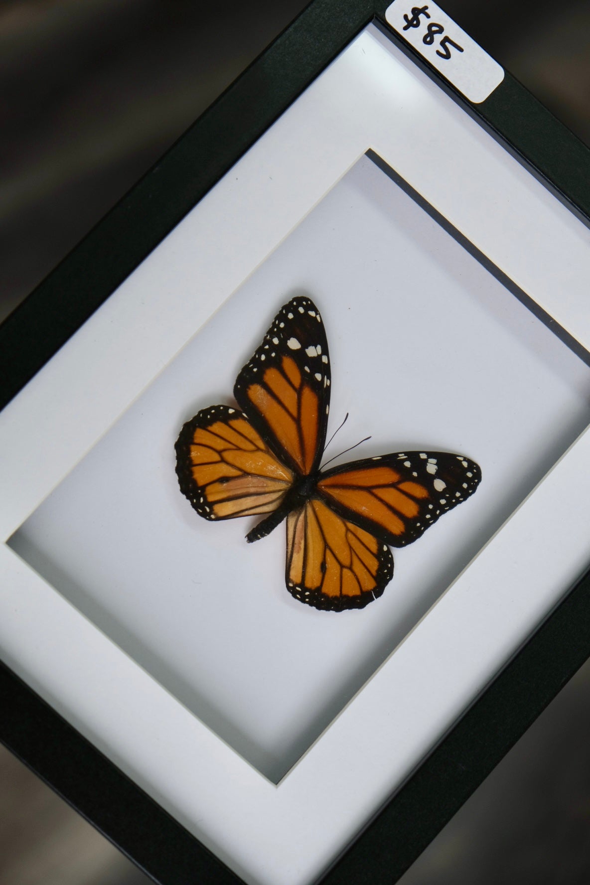 Monarch Butterfly / Danaus Plexippus in a frame