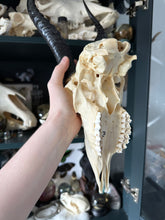 Load image into Gallery viewer, Springbok Skull &amp; Horns #10
