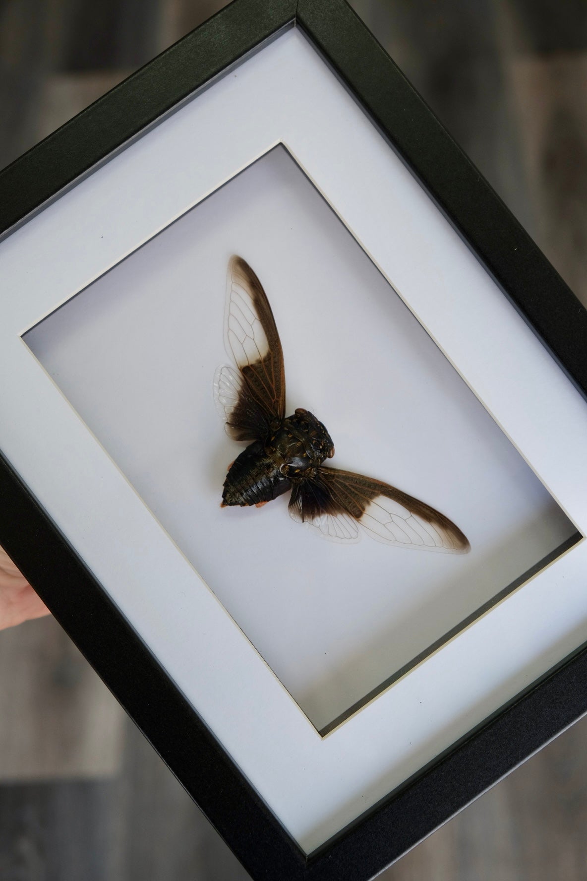 Batwing Cicada / Cryptotympana Aquilla in a frame