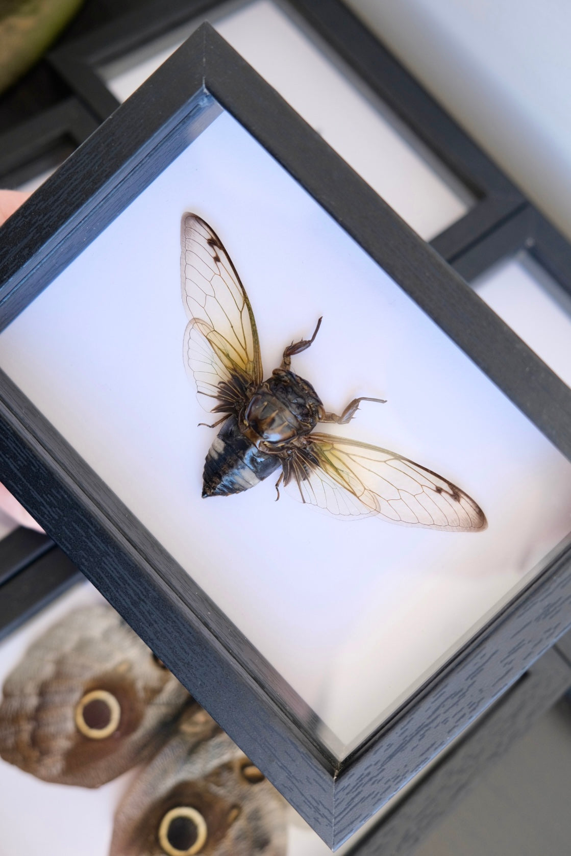 Black Clearwing Cicada / Cryptotympana Acuta in a frame