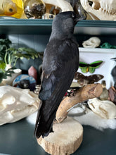 Load image into Gallery viewer, “Sebastian&quot; Taxidermy Jackdew
