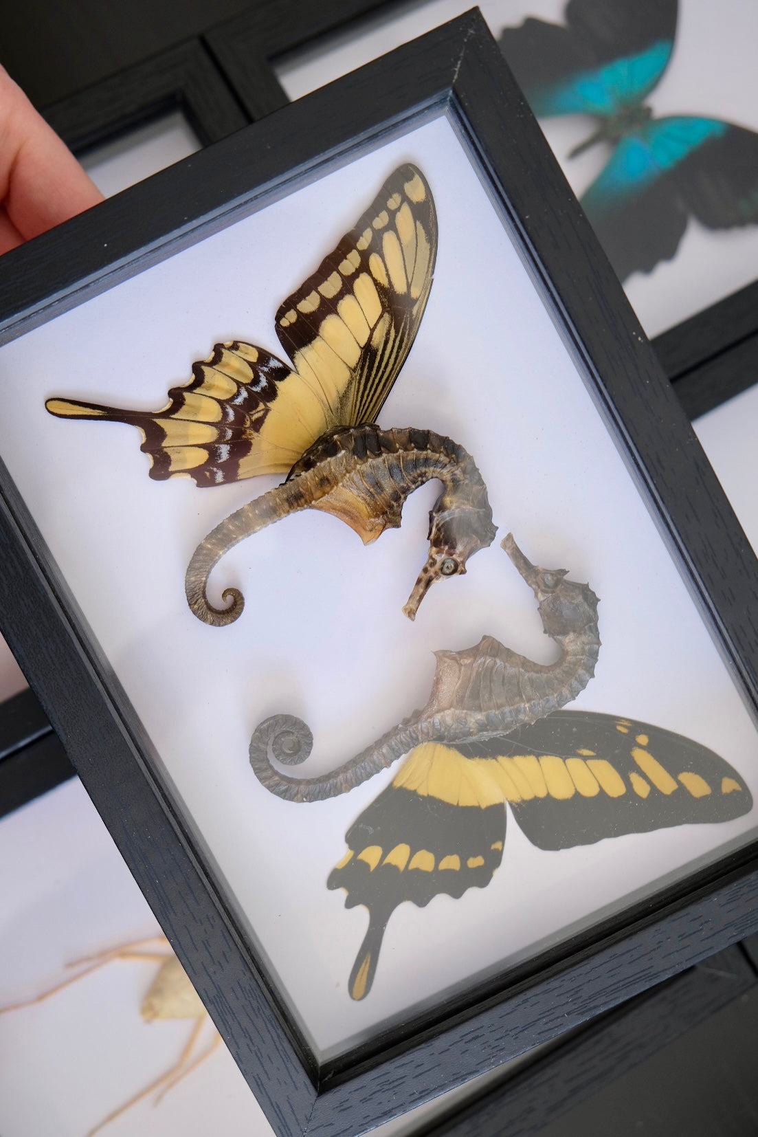 Seahorse Fairy Duo frame | Papilio Thoas