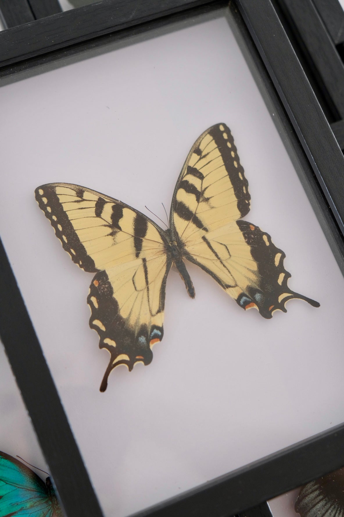Eastern Tiger Swallowtail / Papilio Glaucus in a frame