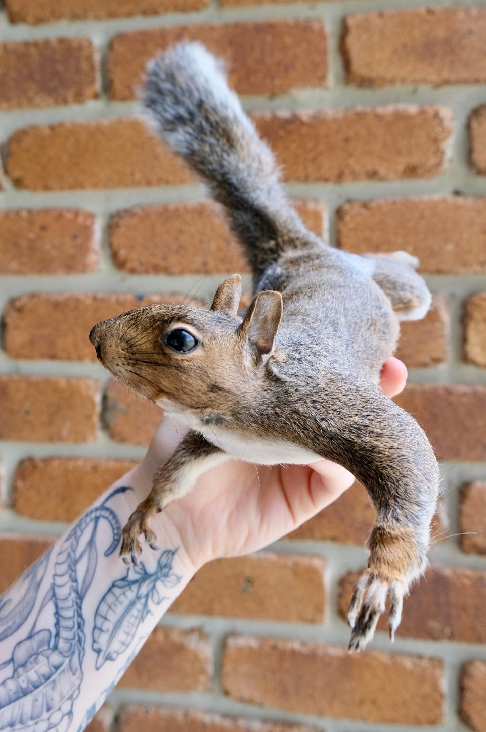 "Twiggy Smalls" Taxidermy Squirrel | Wall Mounted #5