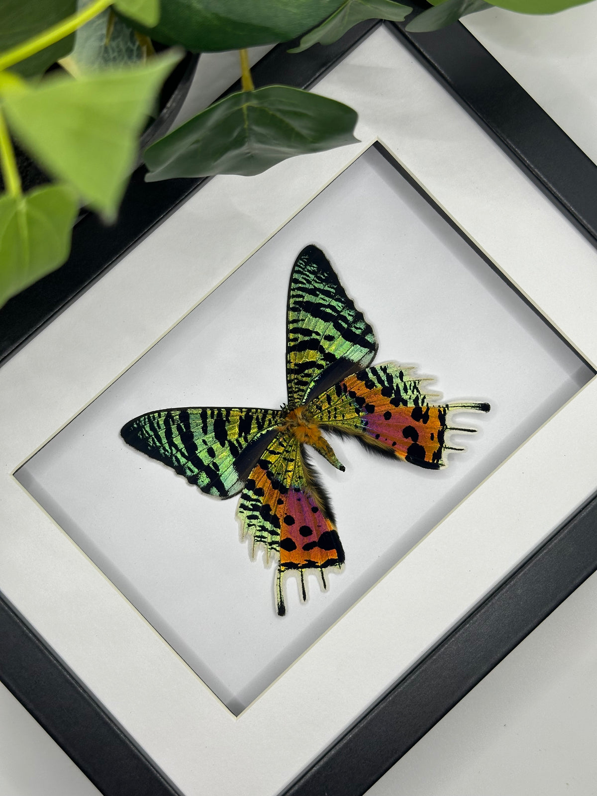 Madagascan Sunset Moth / Chrysiridia Rhipheus in a frame #2