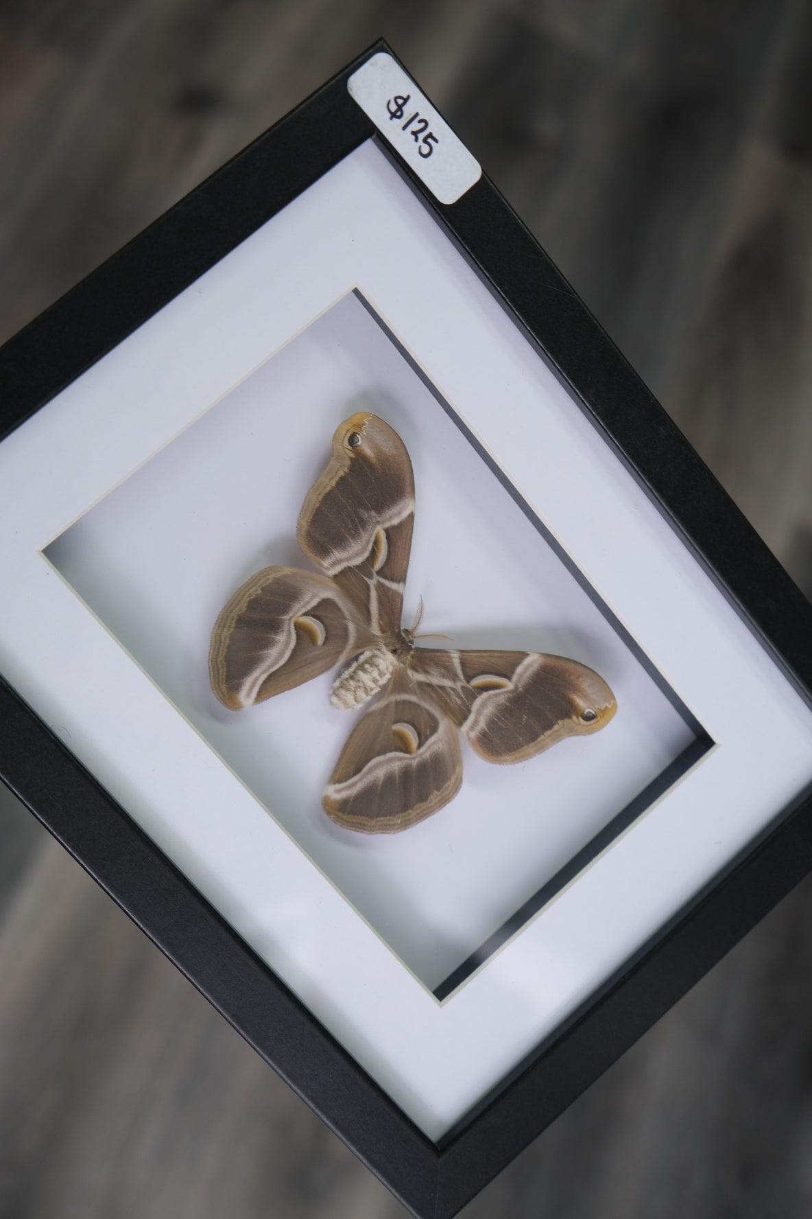 Samia Moth in a frame