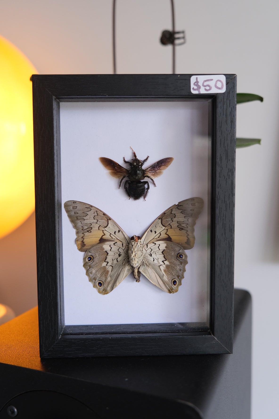 Duo Prepona & Bee frame