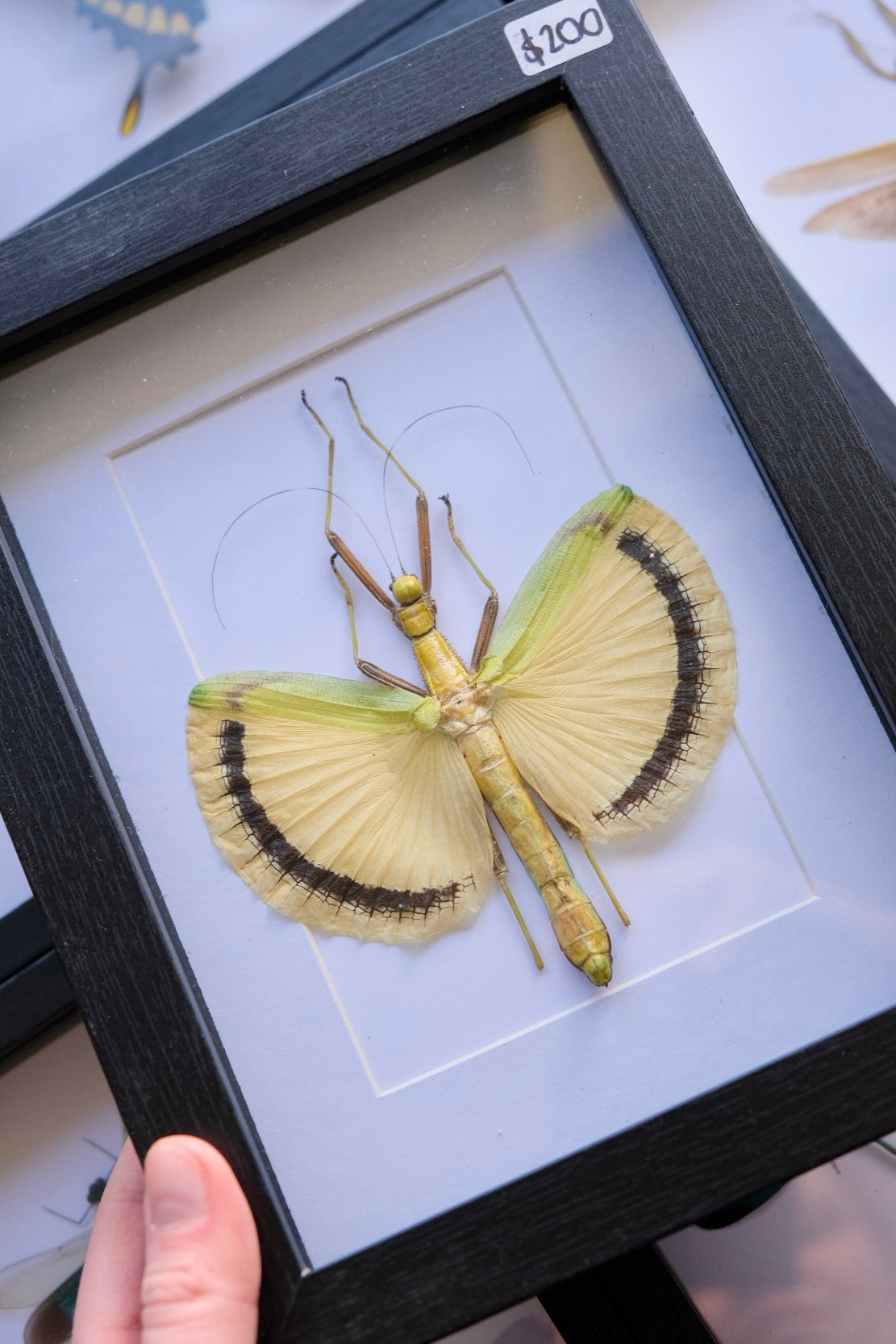 Yellow Umbrella Stick Insect / Tagesoidea Nigrofasciata in a frame