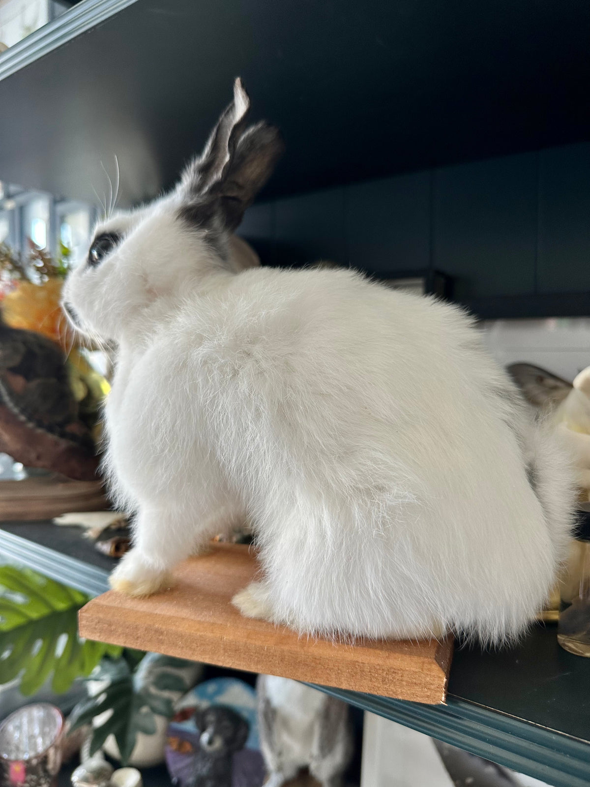 “Betty” Taxidermy Bunny