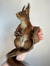 Load image into Gallery viewer, “Hugo” Taxidermy Red Squirrel
