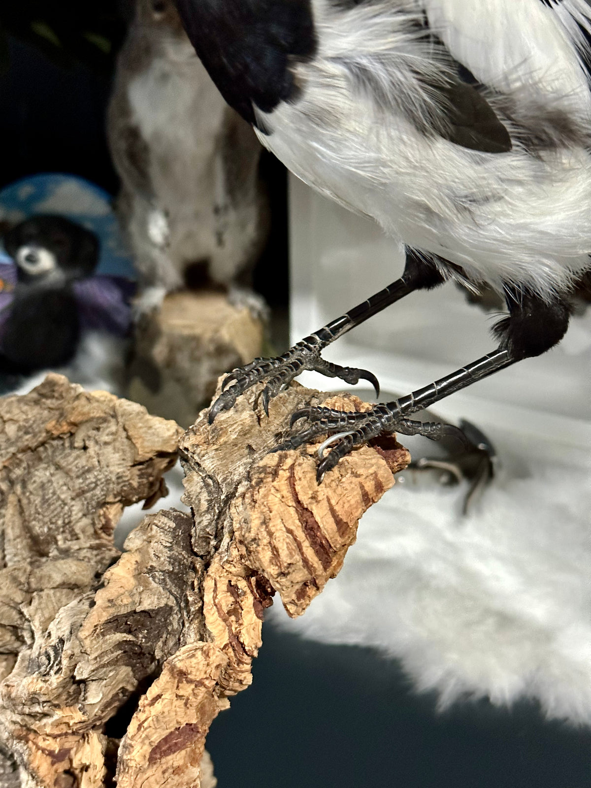 M & F Pica Pica / Eurasian Magpie Taxidermy Display | PICK UP ONLY