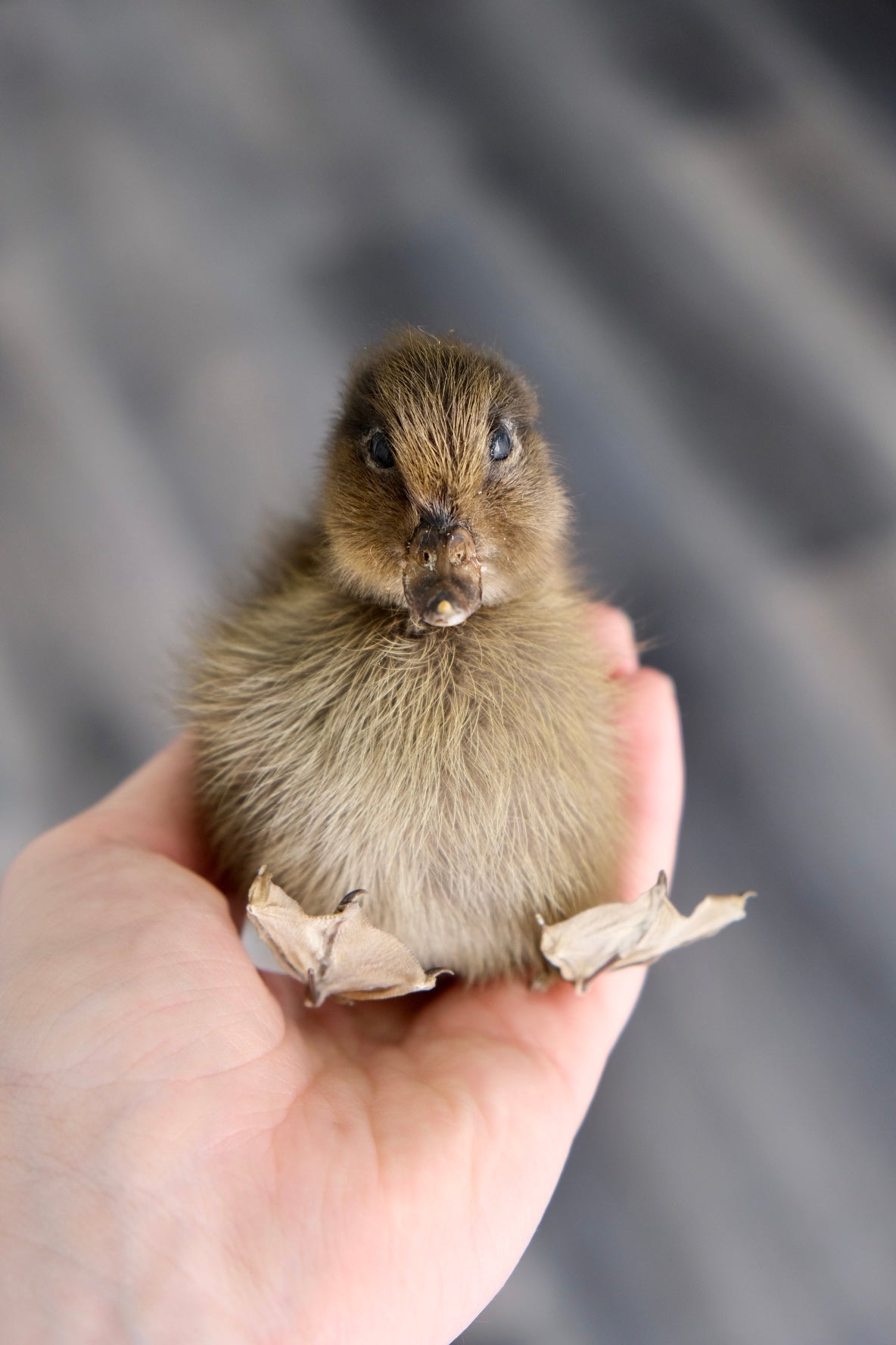 Taxidermy Brown Duckling