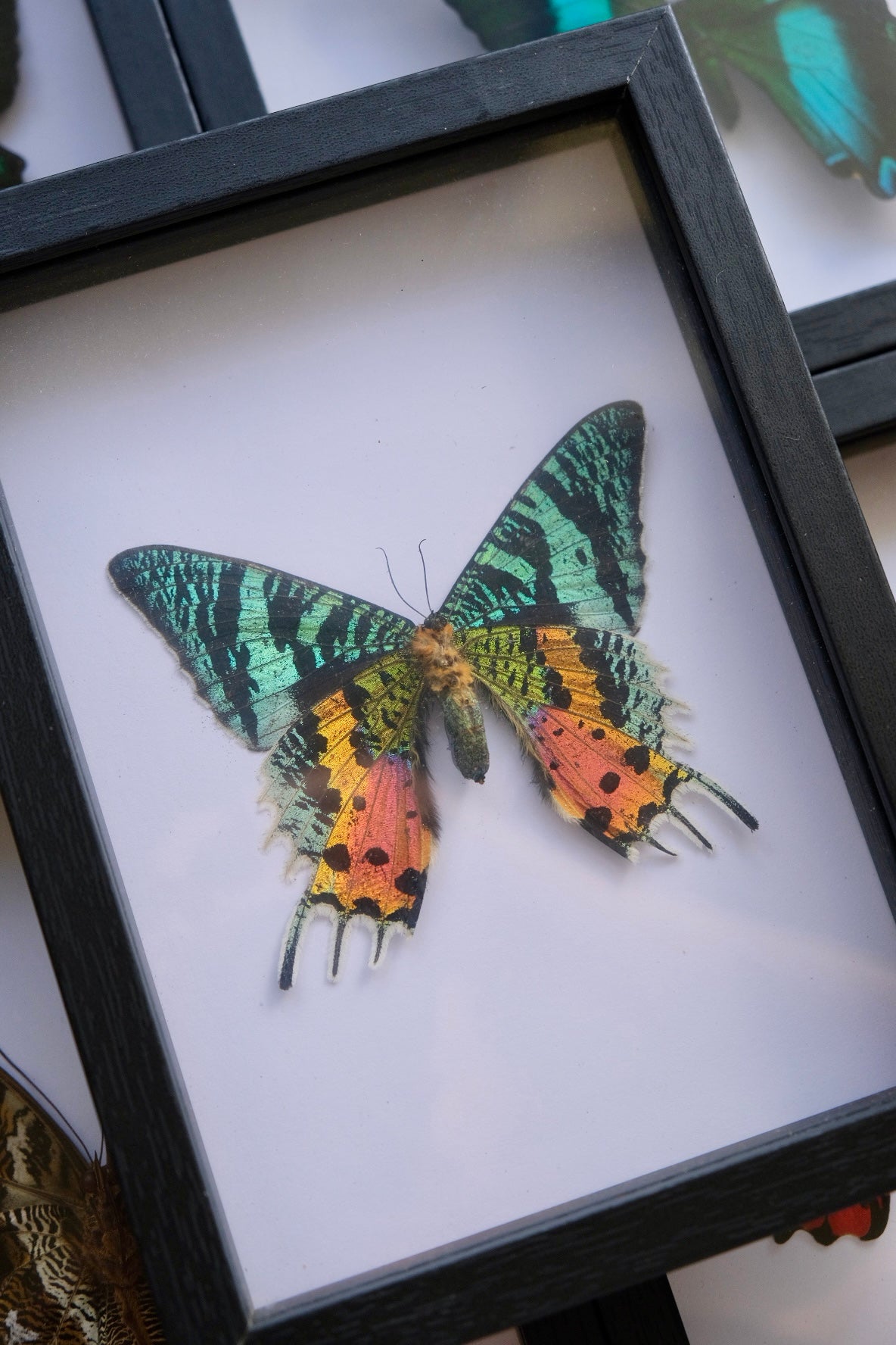 Madagascan Sunset Moth in a larger frame | Ventral (Underside)