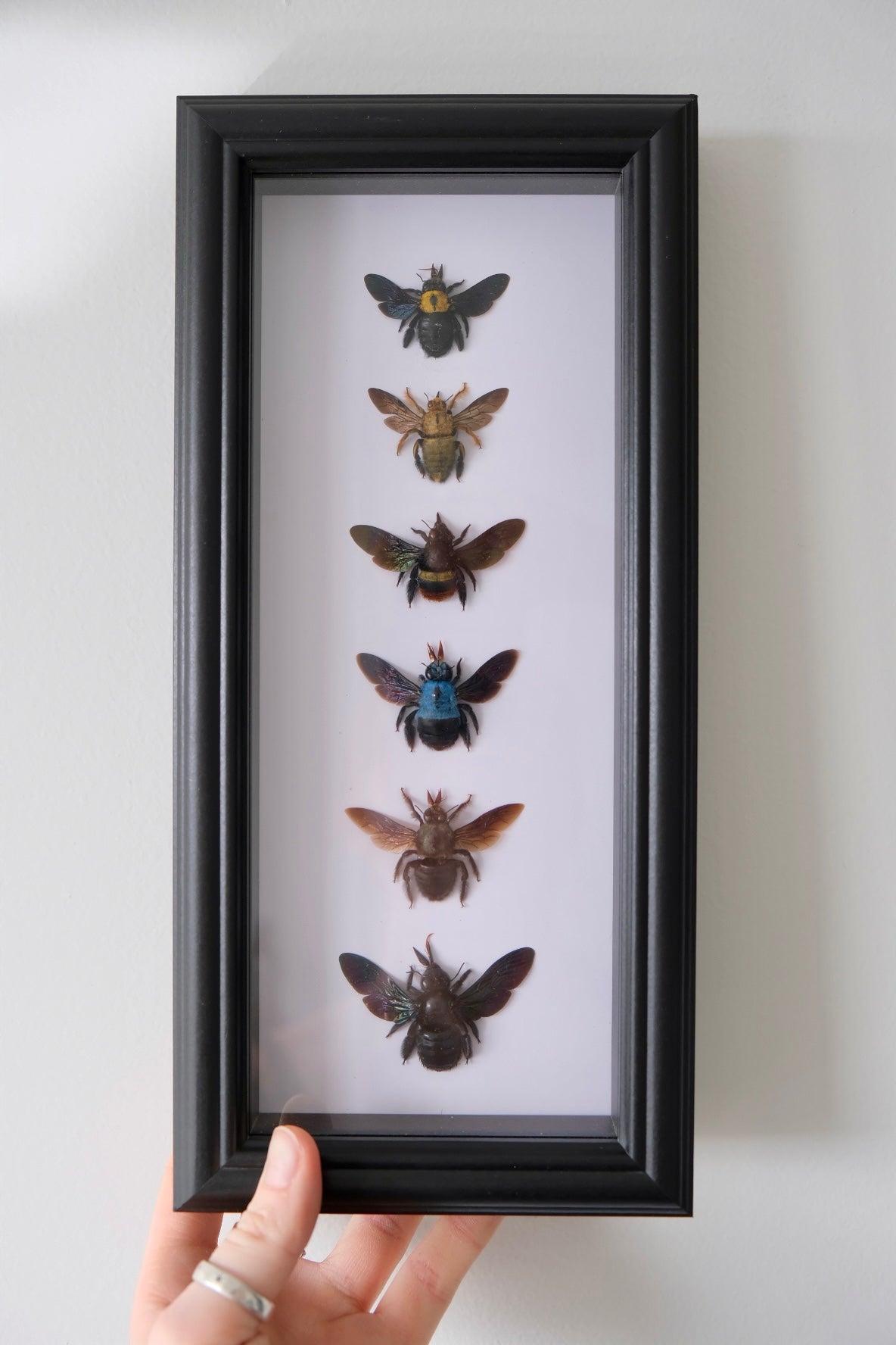6 x Carpenter Bees in a frame