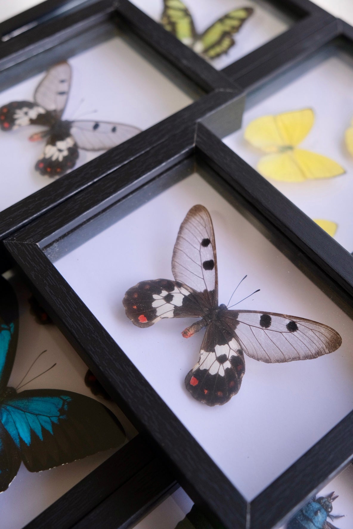 Clearwing Butterfly / Cressida Cressida in a frame