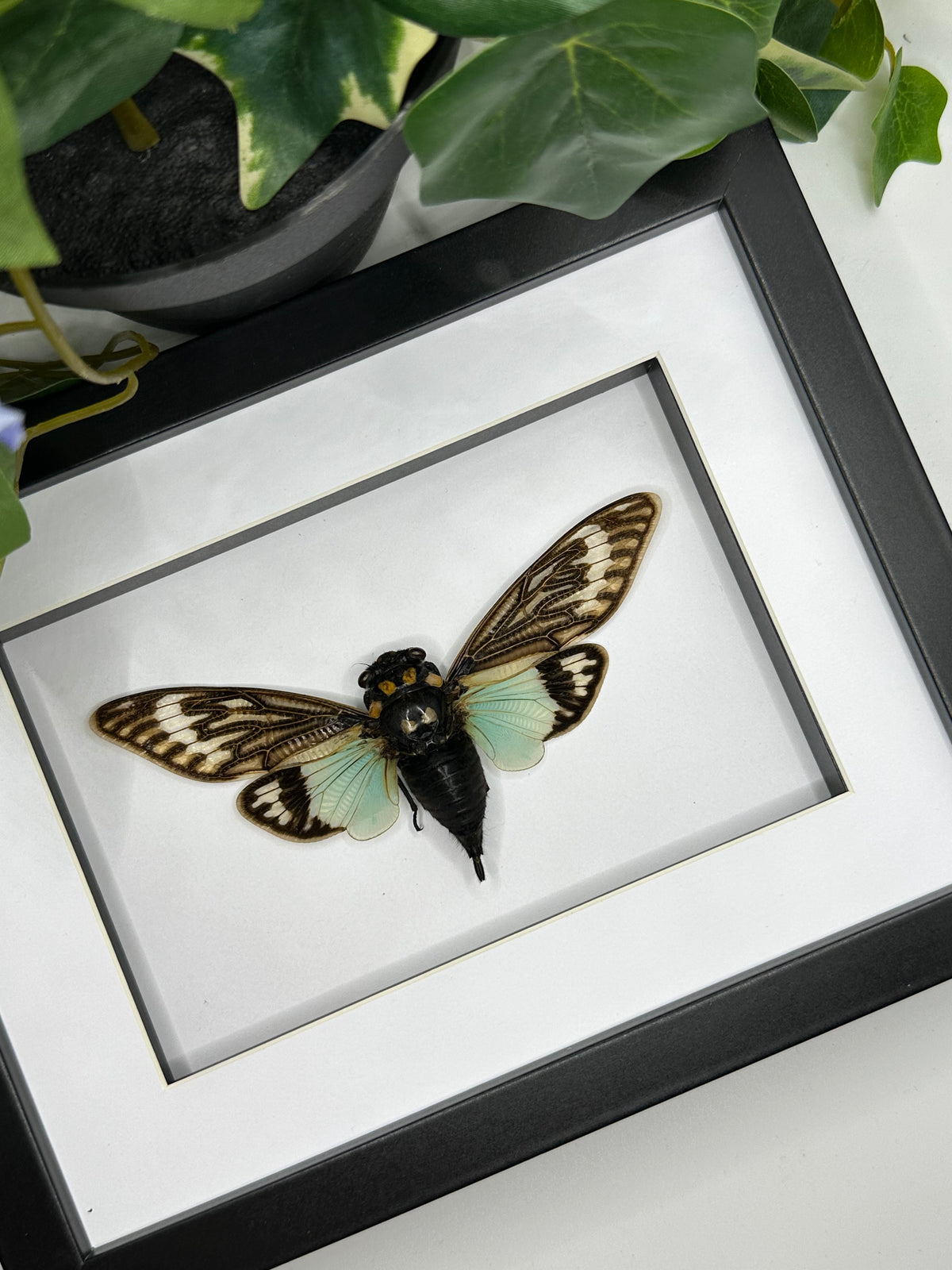 Tosena Splendida Cicada in a frame