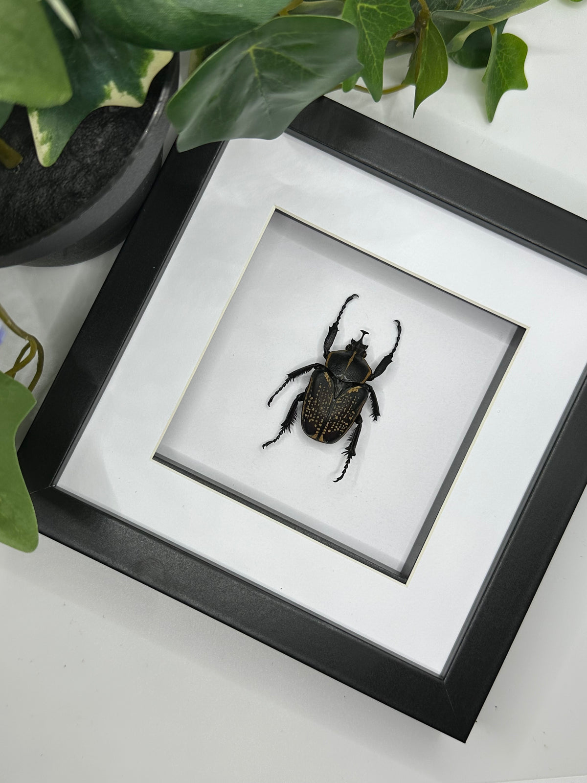 Goliath Beetle / Fornasinius Fornasini in a frame | Missing foot