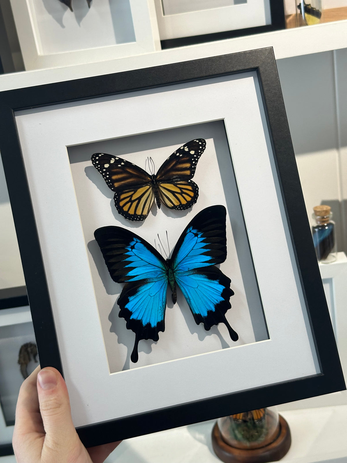 Australian Butterfly Duo frame