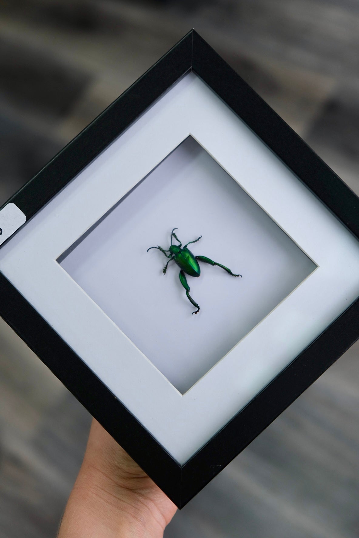 Frog Leg Beetle in a frame | Green