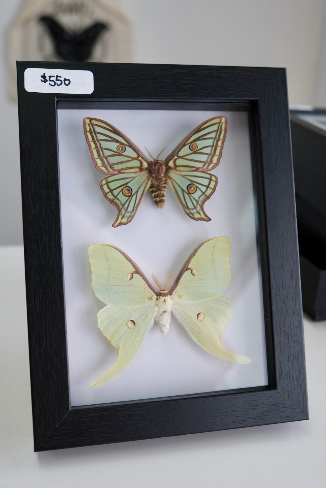 Spanish Moon Moth + Luna Moth Duo Frame