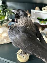 Load image into Gallery viewer, “Zazu” Taxidermy Hooded Crow
