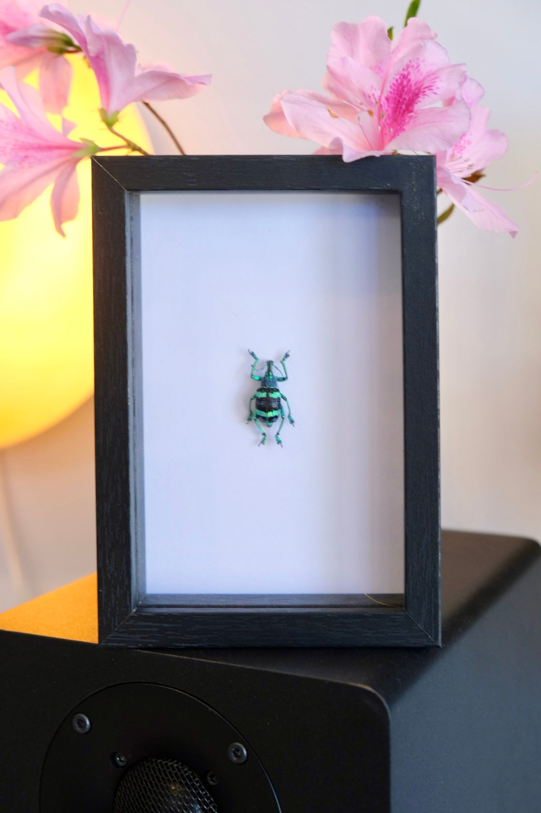 Blue Banded Snout Weevil Beetle / Eupholus Mimikanus in a frame