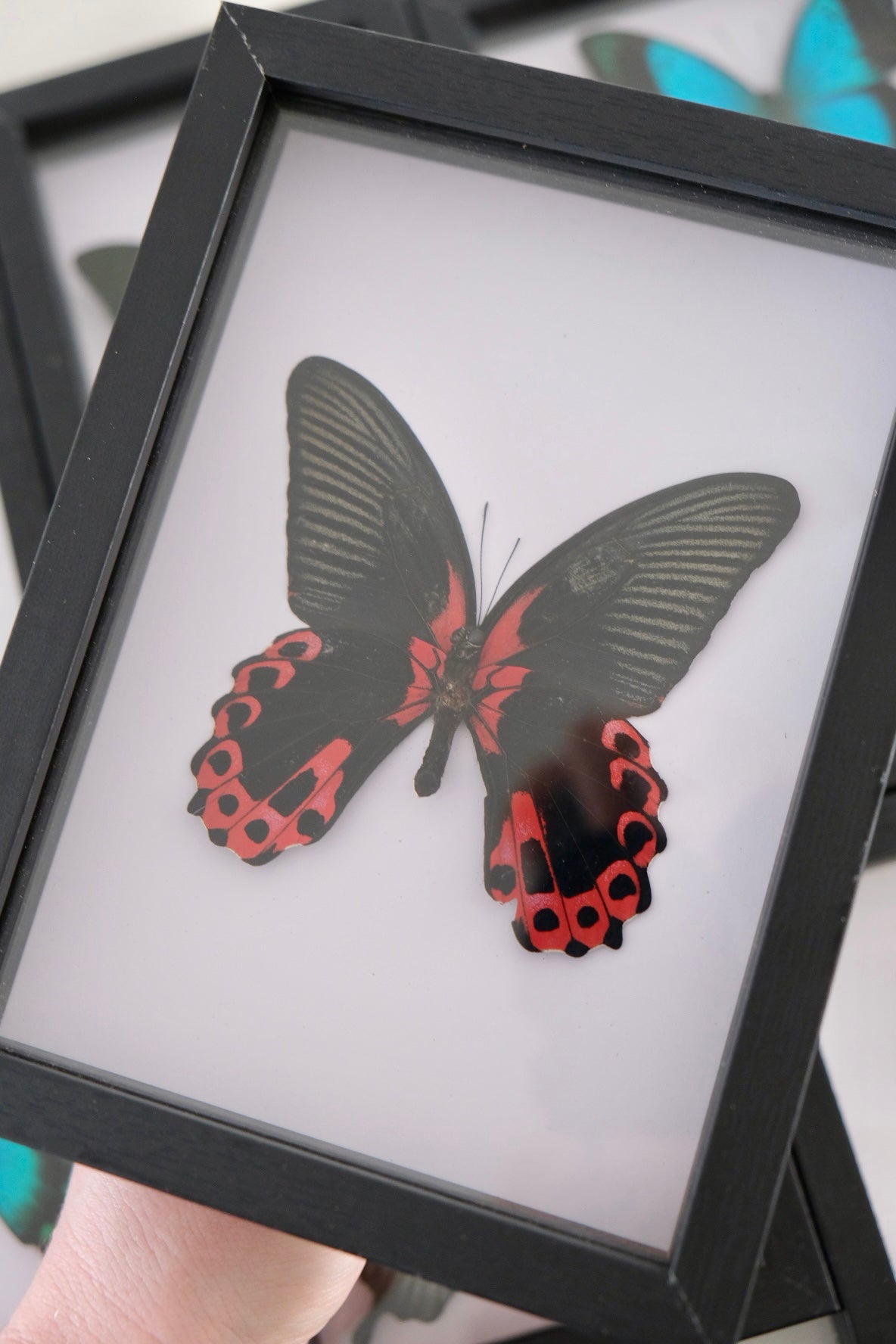 Scarlet Mormon / Papilio Rumanzovia in a frame (Male) | Ventral (Underside)